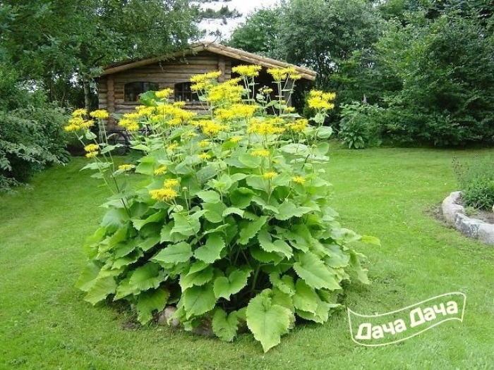 Девясил в ландшафтном дизайне
