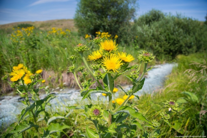 Девясил иволистный