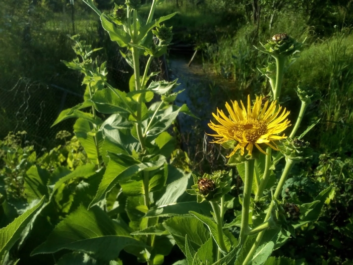 Девясил британский inula britannica