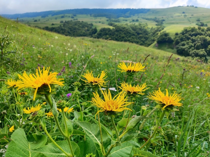 Девясил сибирский луговой
