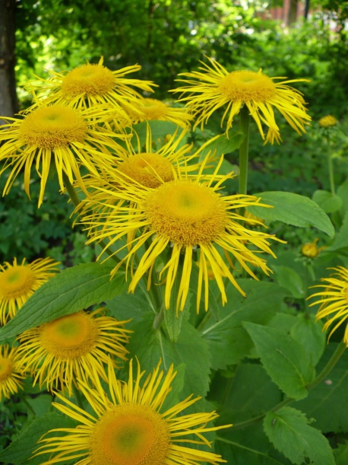 Девясил высокий (inula helenium)