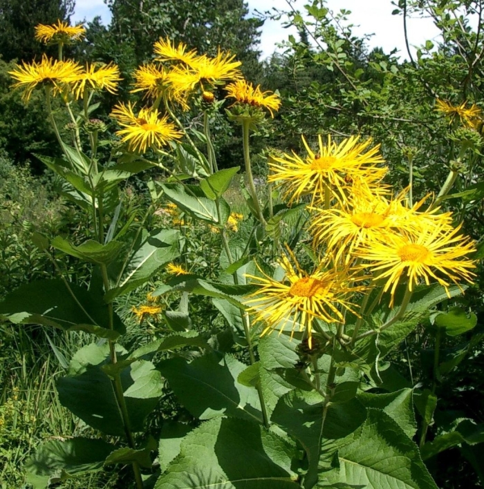 Девясил высокий (inula helenium l.)