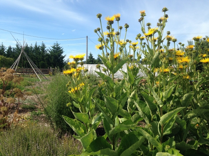 Девясил растение