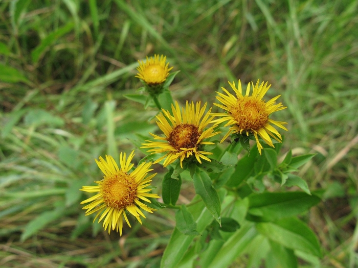 Девясил иволистный