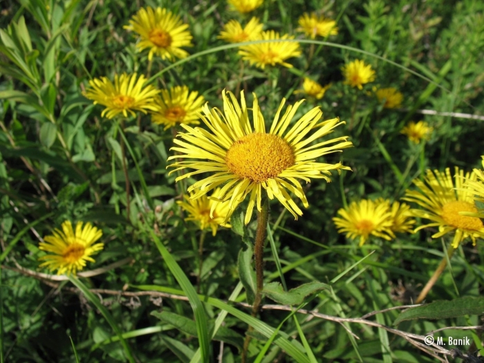 Девясил шершавый inula hirta