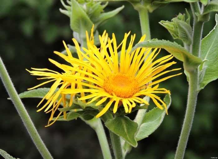 Девясил сибирский