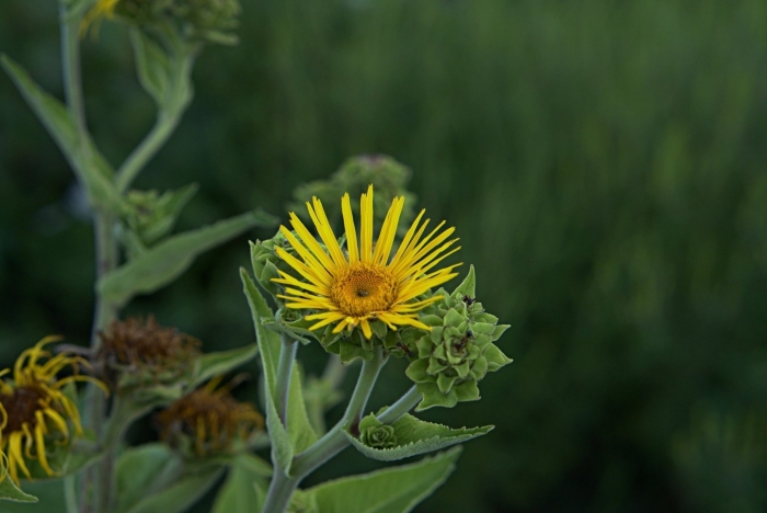 Inula helenium