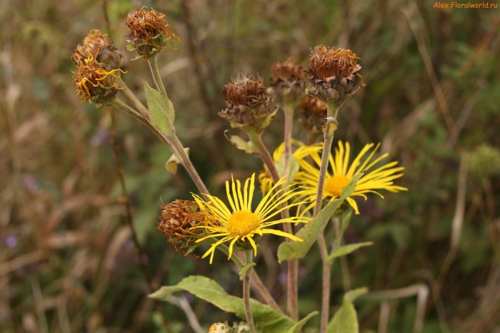 Inula helenium