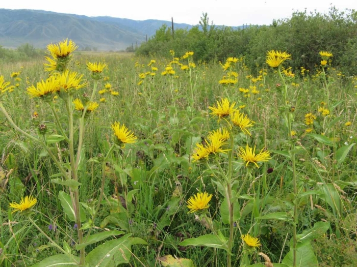 Девясил восточный inula orientalis