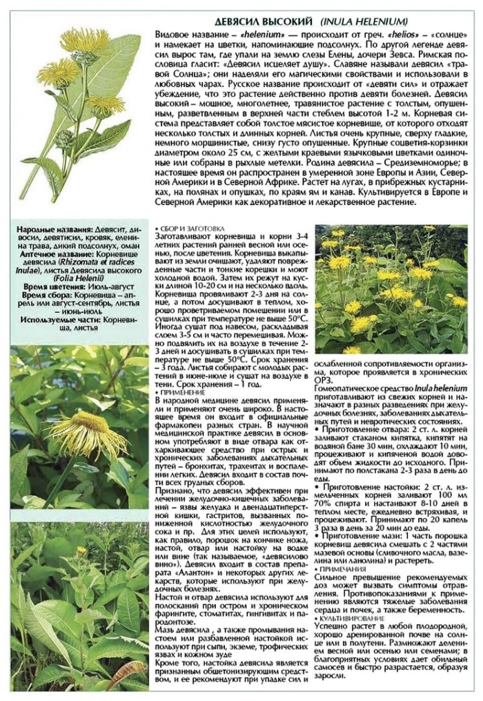 Лечебная трава девясил