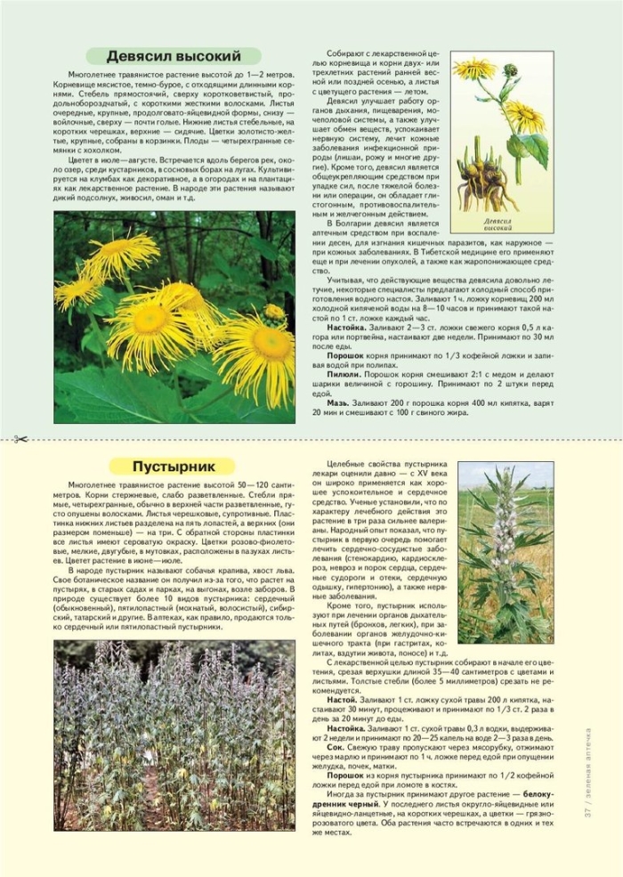 Девясил лечебные