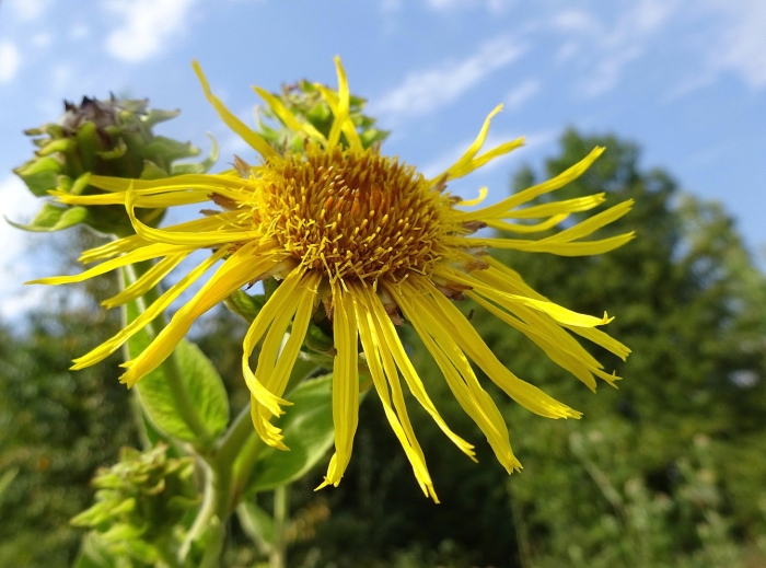 Девясил британский