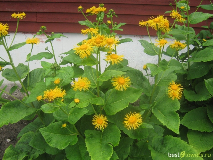 Девясил куст