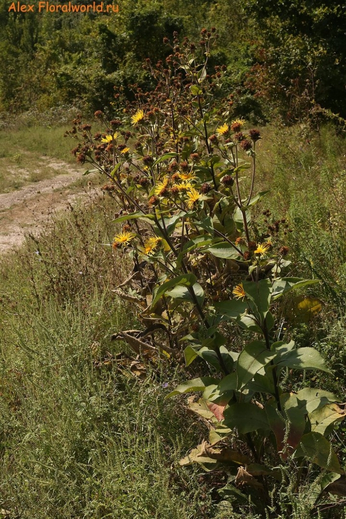 Inula helenium
