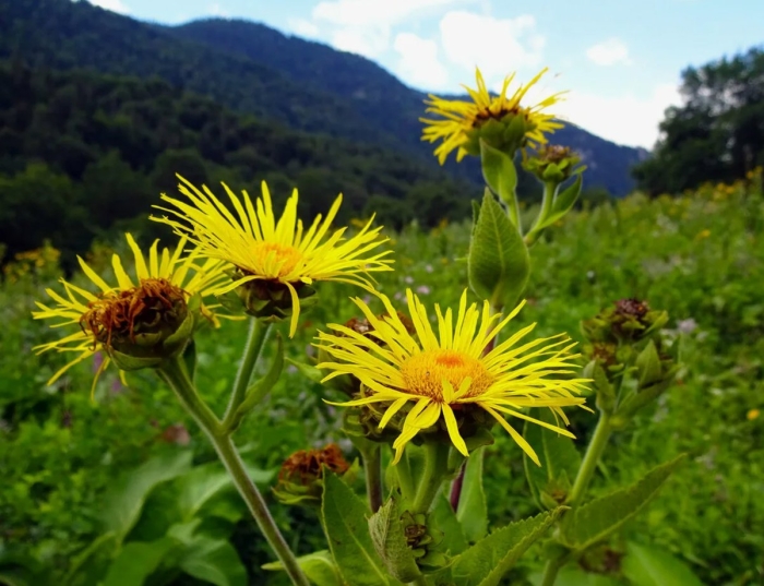Девясил великолепный