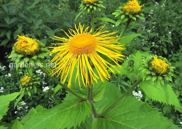 Девясил высокий (inula helenium)