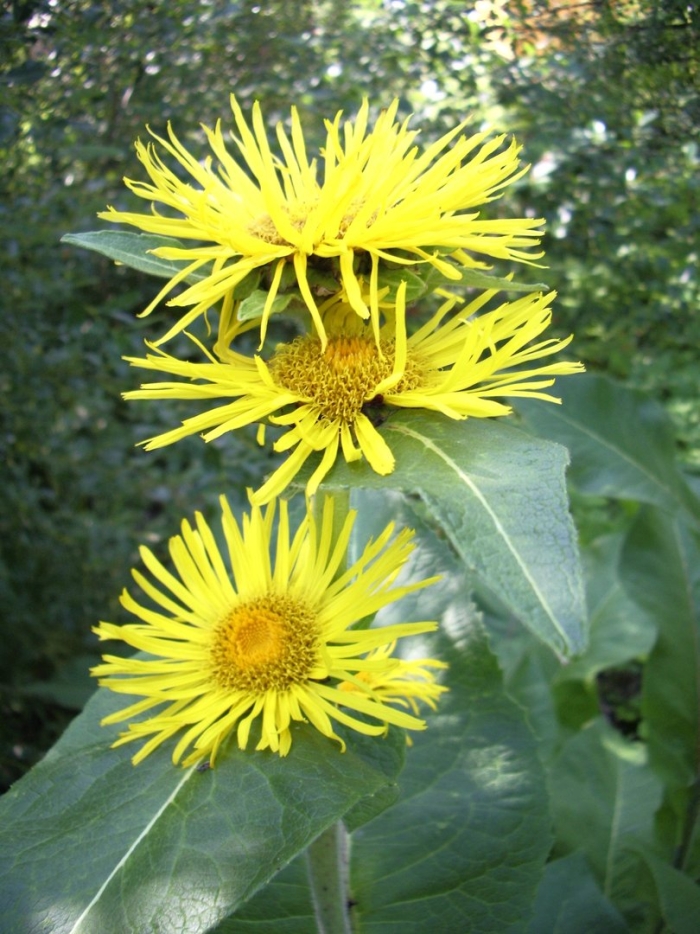 Девясил высокий