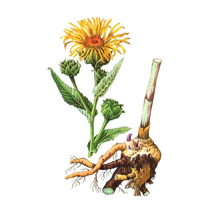 Девясила корневища