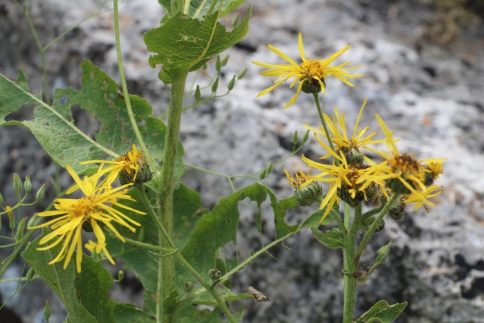 Девясил большой