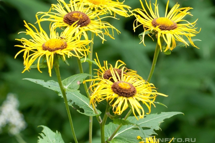 Девясил иволистный