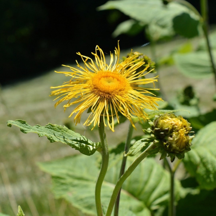 Inula helenium