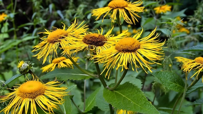 Девясил великолепный