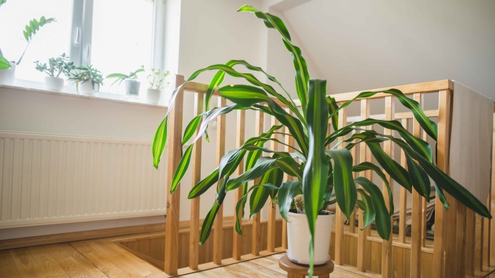 Драцена пальма