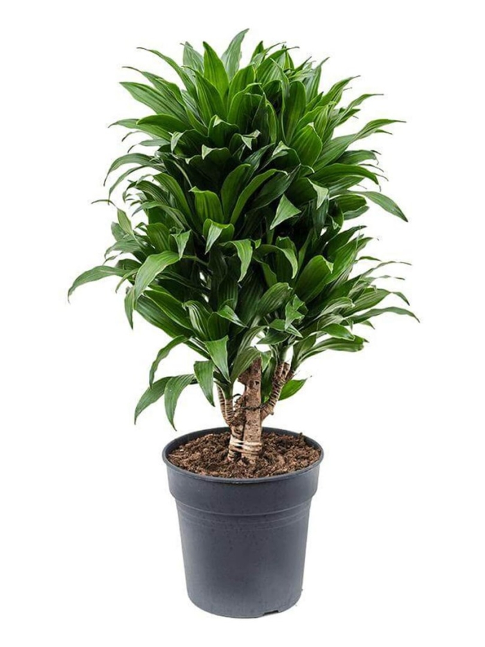 Драцена компакт