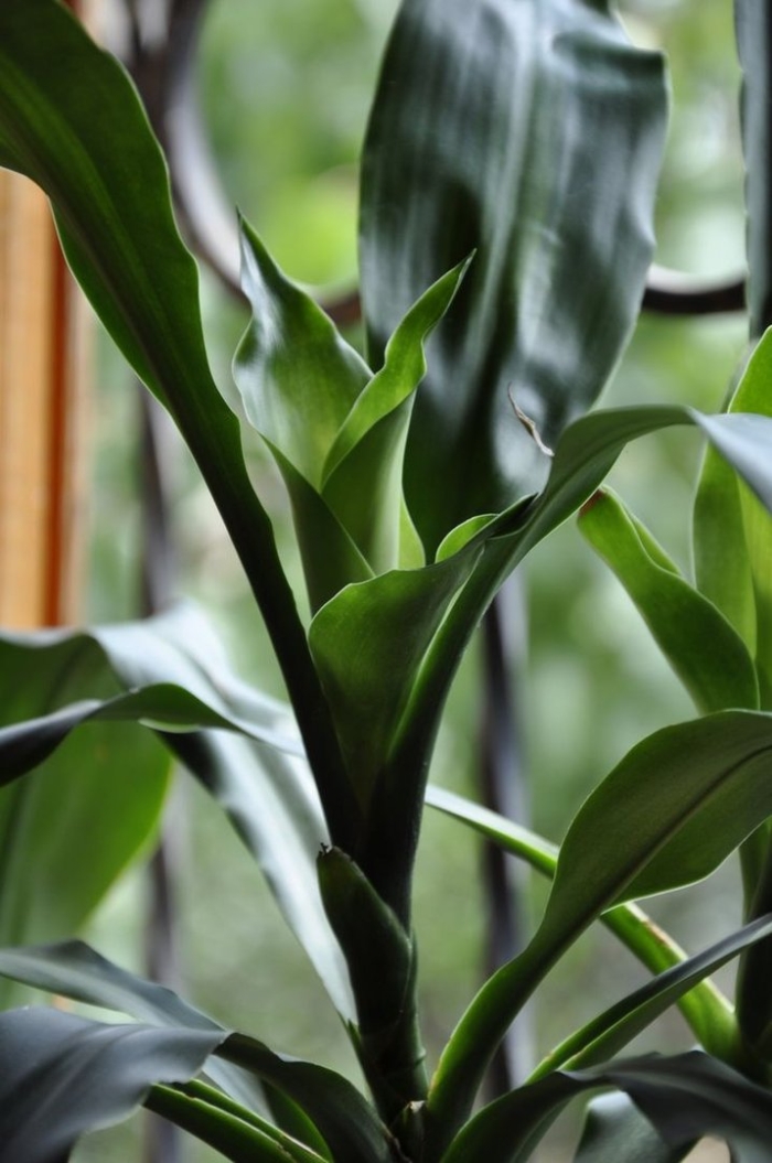 Драцена деремская schriveriana