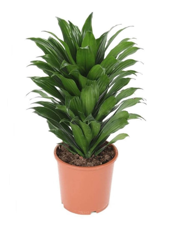 Dracaena fragrans compacta