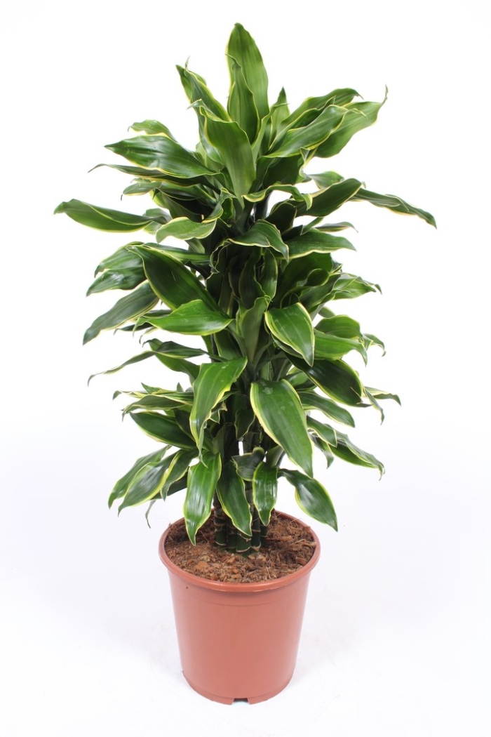 Драцена фрагранс дорадо бранч