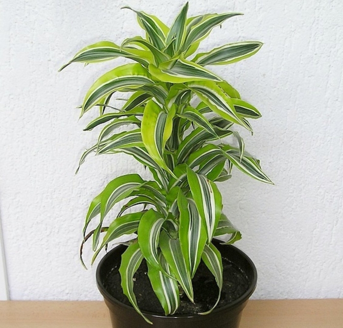 Драцена деремская dracaena deremensis