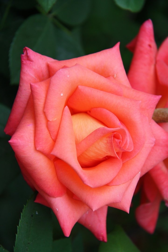 Чайные розы сорта