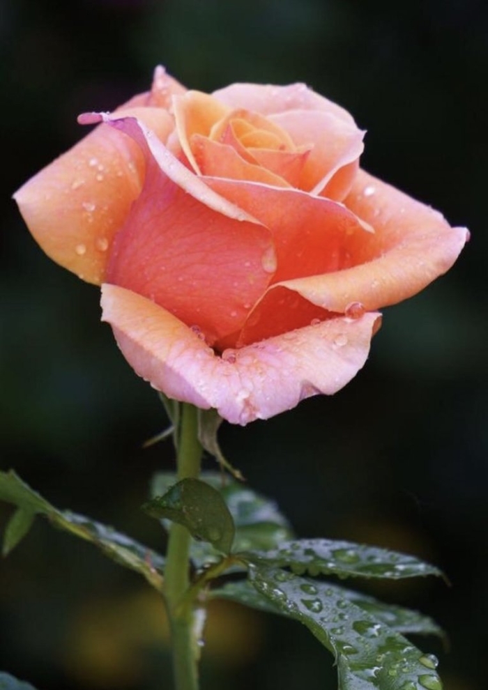 Розы красивые