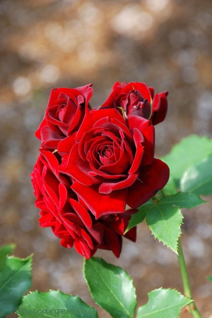 Роза терракота чайно-гибридная