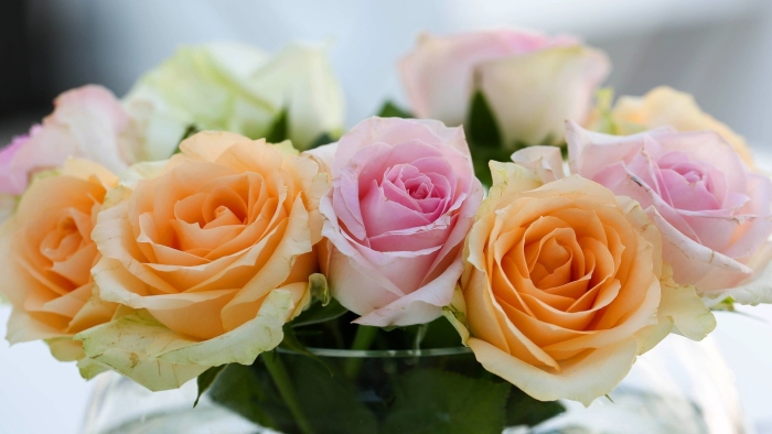 Роза нежная