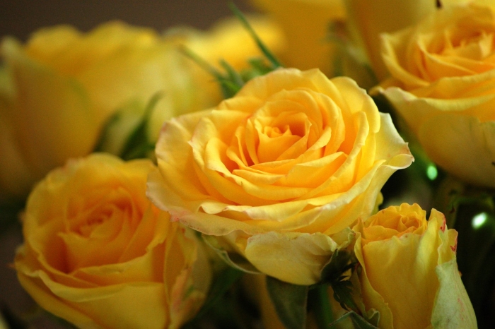 Чайная роза кустовая желтая