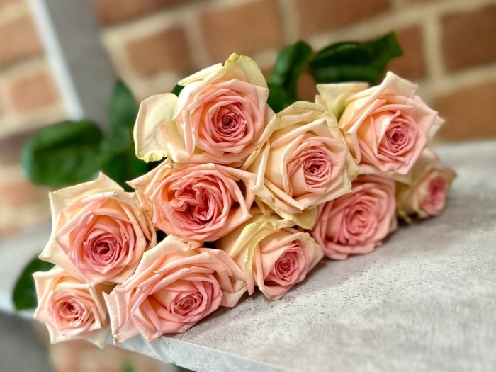 Роза свит аваланж