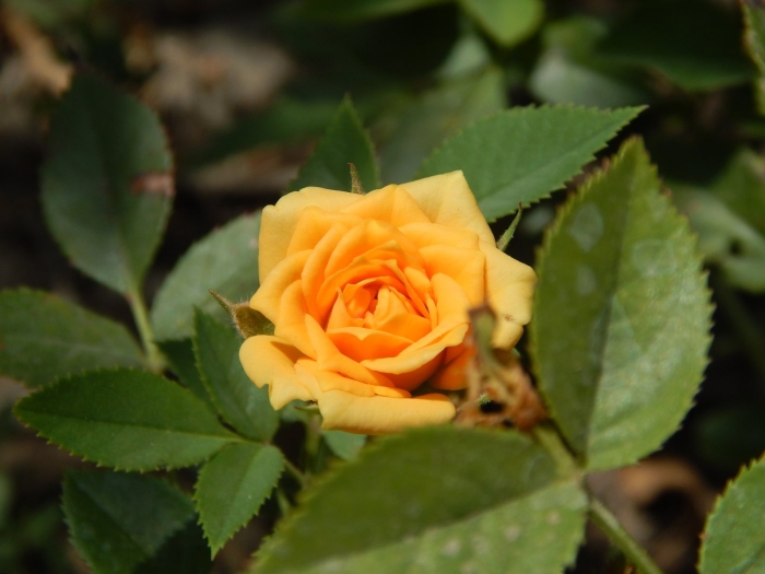 Растение роза