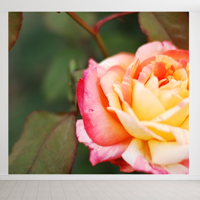 Чайная роза