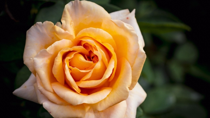 Роза чайно гибридная валенсия