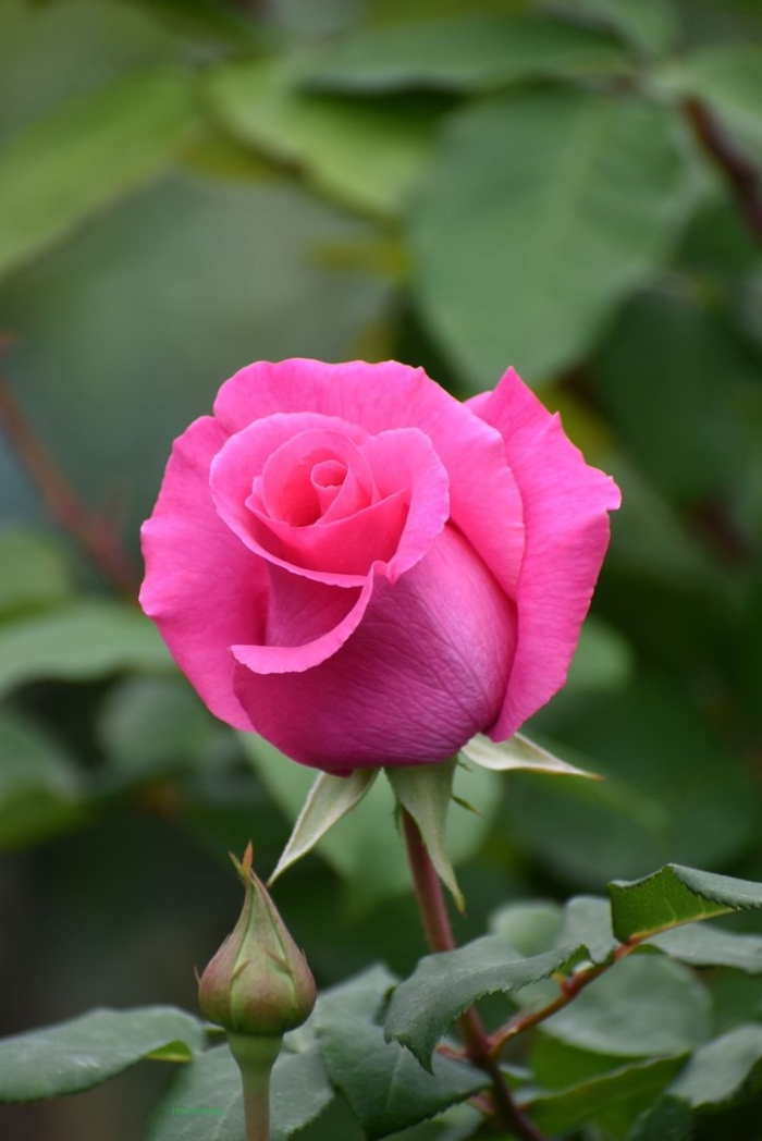 Роза топаз чайно-гибридная