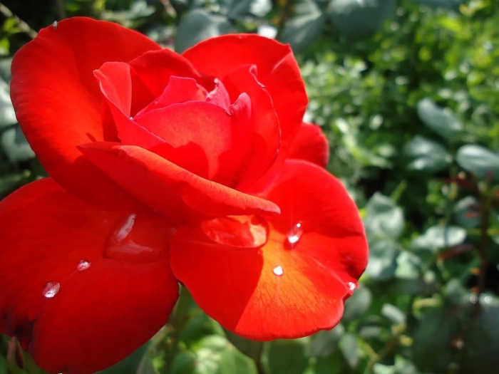 Крымская роза растение