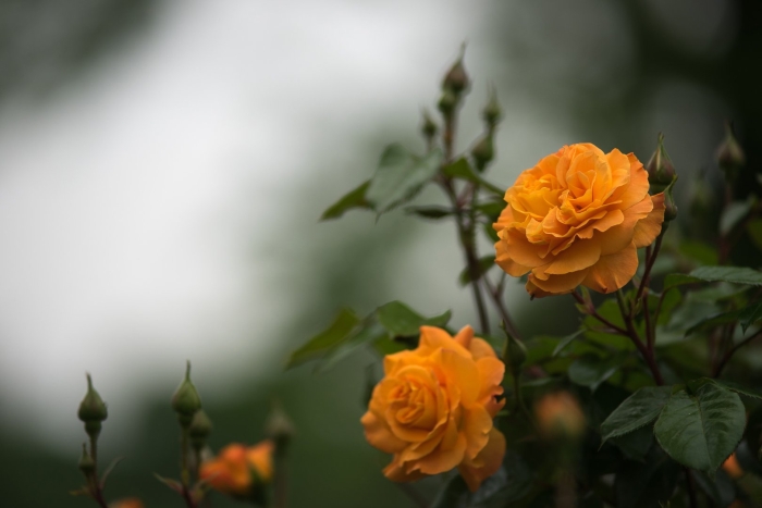 Куст оранжевых роз