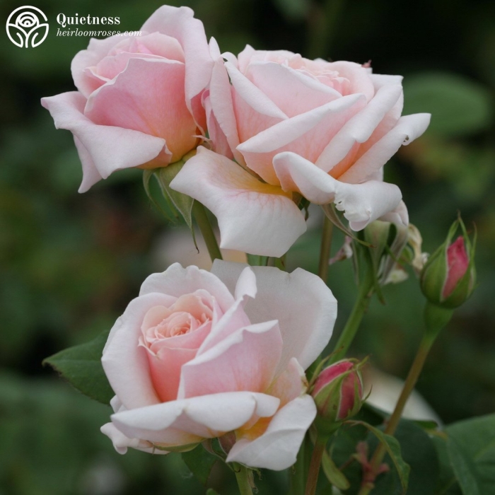 Роза роял хайнесс