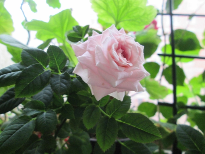 Комнатная роза