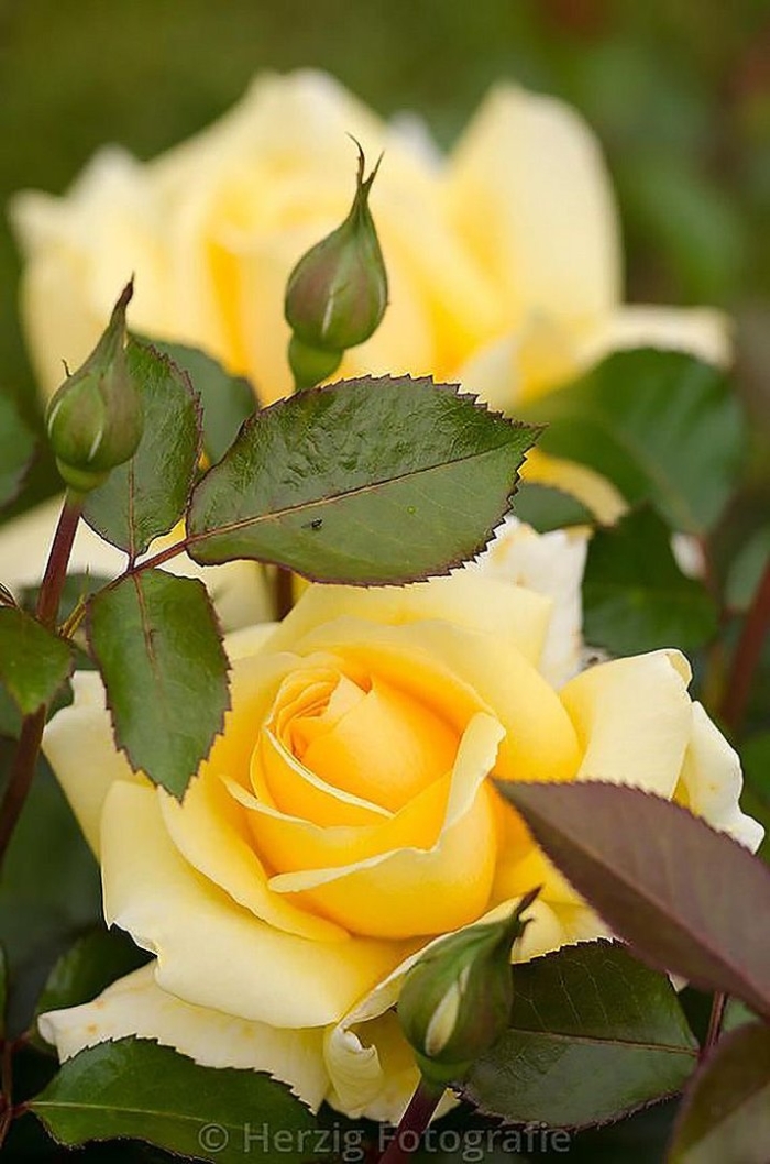 Жёлтая роза