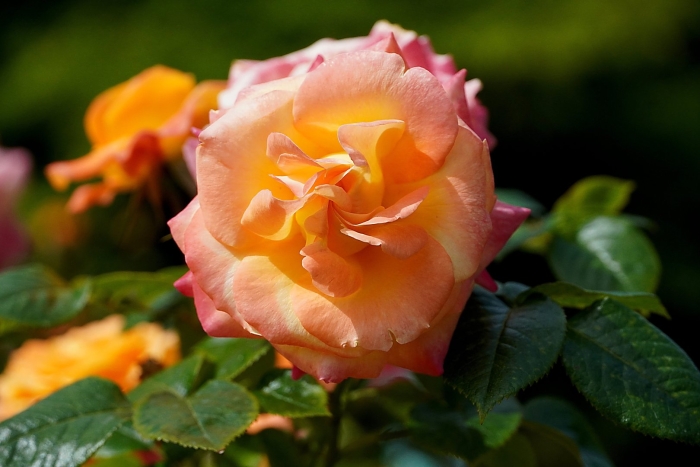 Регентс парк роза