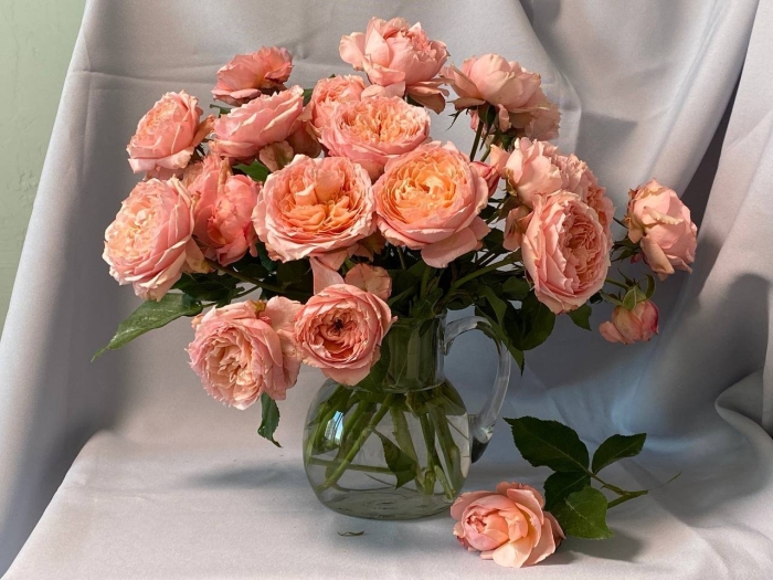 Пионовидная роза