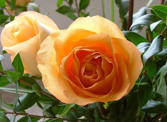 Роза солидор